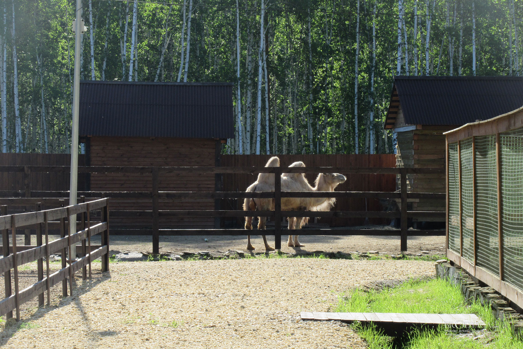 Zapovednik, Kashino (посёлок Заповедник, Кашино)